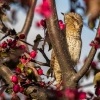 Krutihlav obecny - Jynx torquilla - Eurasian Wryneck 1292